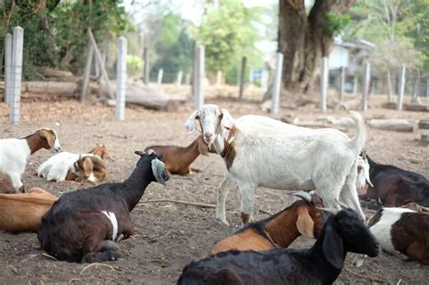 Premium Photo Flock Of Sheep