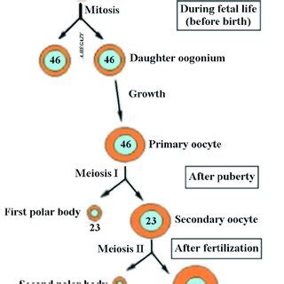 Diagram showing the 2 cells: SO and FPB surrounded by zona pellucida. | Download Scientific Diagram