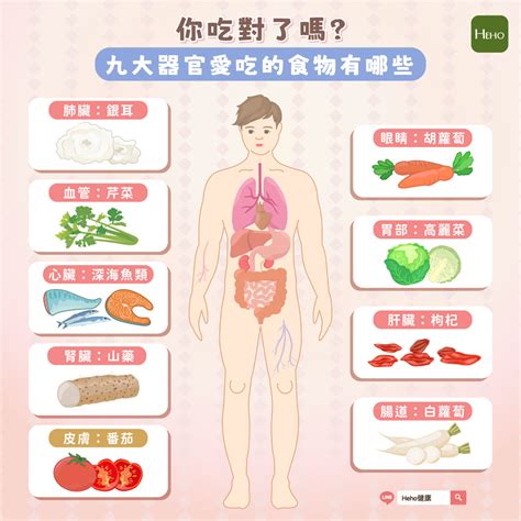 血管最愛的食物是芹菜九大器官愛吃的食物你吃對了嗎 營養N次方