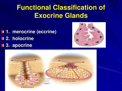 6 Types Of Exocrine Glands