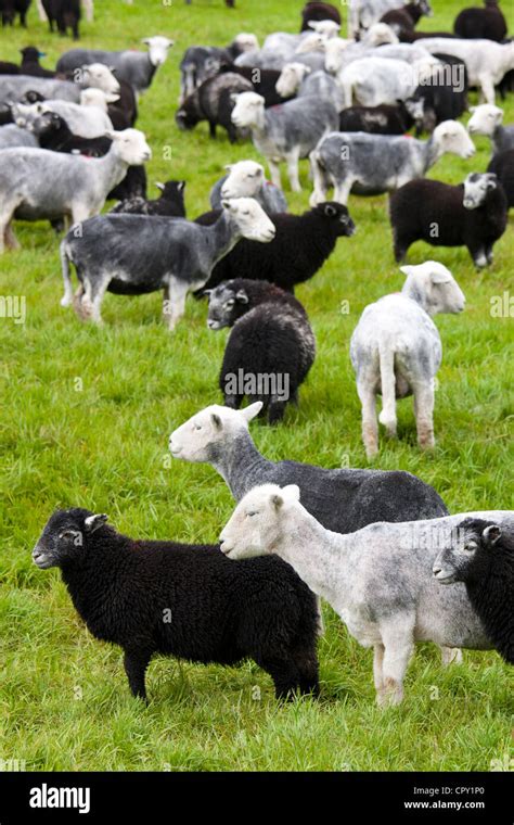 Herdwick Sheep And Lambs At Westhead Farm By Thirlmere In The Lake