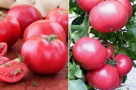Томат Розовый мясистый: характеристика и описание раннеспелого сорта с фото