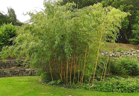 bamboo garden ideas   inspire