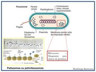 Bacteria Tem Ribossomo - Morfologia, metabolismo, genética e crescimento bacteriano | PPT