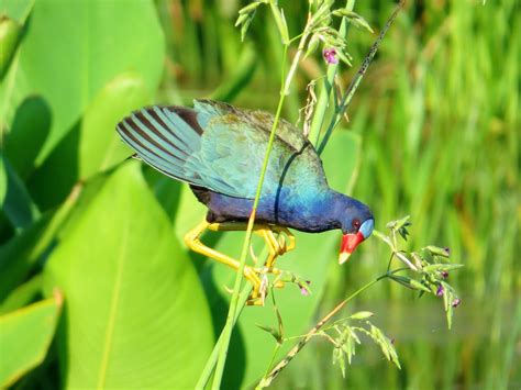 Joan and Dan's Birding Blog: Purple Gallinule