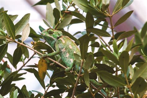 what animal eat grasshopper 11