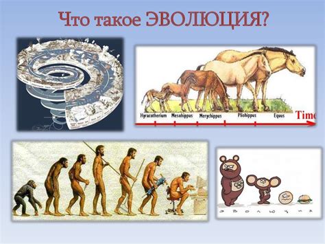 Презентация примеры эволюционных преобразований живых организмов ...