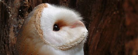 Barn Owl Trust