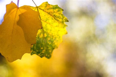 Yellow Leaf With Sun Rays Shining Through Stock Image Image Of