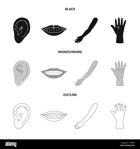 Vector Design Of Body And Part Sign Set Of Body And Anatomy Stock