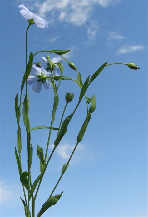 Linum usitatissimum - Изображение особи - Плантариум