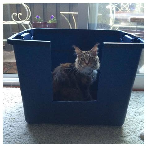 how often do cats use the litter box 3