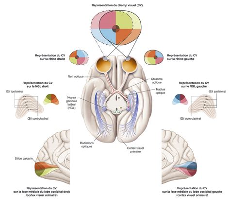 Les Voies Visuelles Et L Organisation Du Cortex Visuel