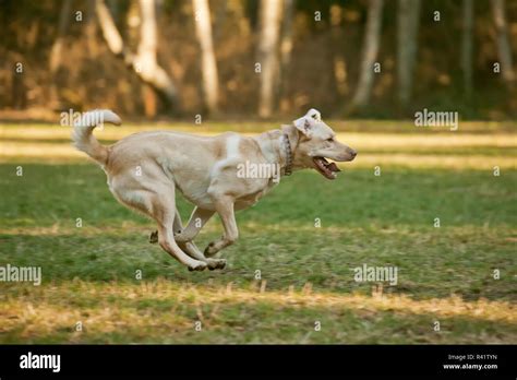 Cuando Llegaron Los Labrador Retrievers A America