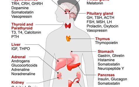 O Que Significa Endocrinas