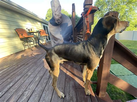 How Can I Tell If My Dog Is Too Skinny