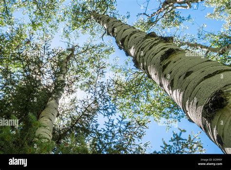 Aspen Trees Near Pagosa Springs Colorado Stock Photo Alamy