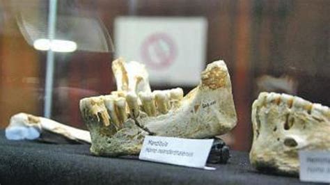 El equipo del Sidrón estudia el uso que los neandertales daban a las