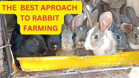 How To Start Rabbit Farming Business And Make A Lot Of Money Out Of It