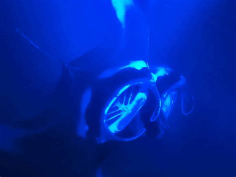 What to Expect on Your Big Island Manta Ray Snorkel • Amanda Wanders