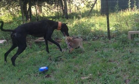 Un renard et un chien qui rappellent Rox et Rouky de Disney ont été