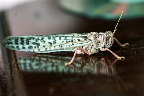 Locust Swarms in Africa 2020, Explained