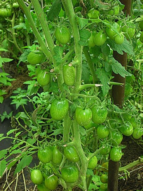 Семена: Томат Шоколадный зайчик. Черри и коктельные сорта томатов ...