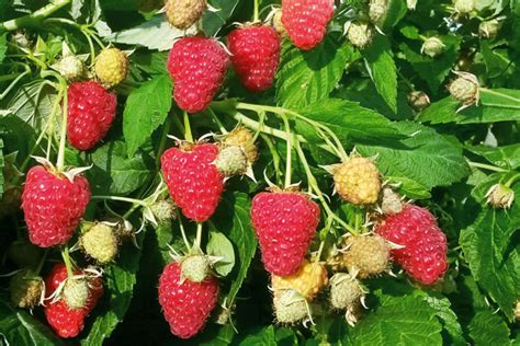 Малина Джоан Джей. Описание сорта, фото, отзывы