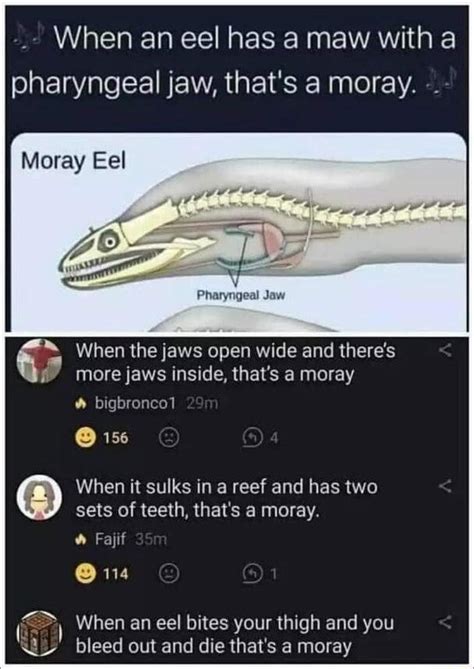When An Eel Has A Maw With Pharyngeal Jaw Thats A Moray Moray Eel