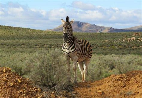 Pin En Cape Westcoast South Africa