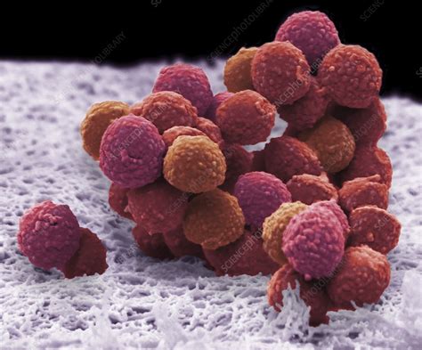 Staphylococcus Epidermidis Bacteria Sem Stock Image C