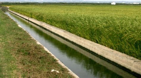 Proponen A Los Municipios De La Albufera De Valencia La Creaci N De Un