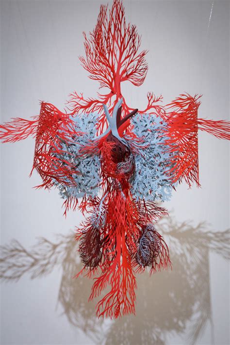 Circulatory System Diagram Quizlet
