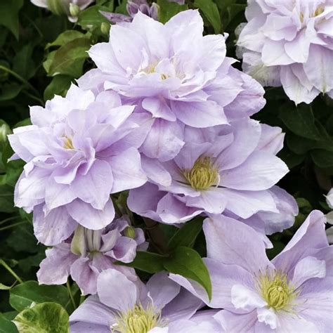 Саженцы клематиса белиссимо купить в Москве по цене от 1700 рублей