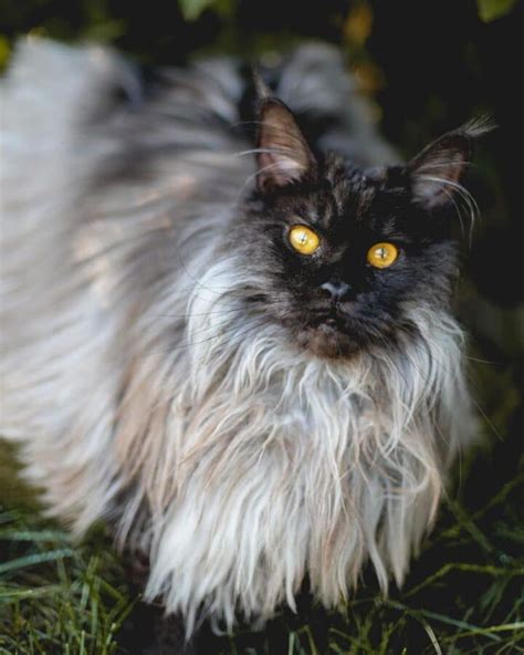 17 Unique Black Smoke Maine Coon Cats Rare Colors MaineCoon Org