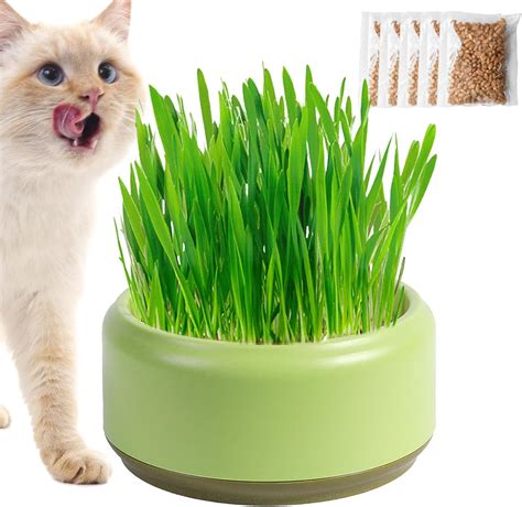 Cat Grass Growing Kit Cat Grass Planter Tray Catnip Plants For Cats Indoor Organic Cat