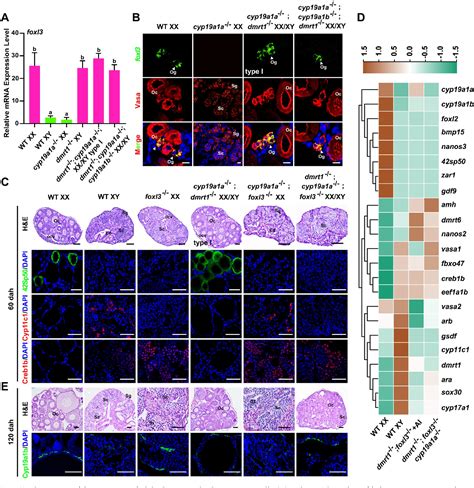 Figure 1 From Dmrt1 Is The Only Male Pathway Gene Tested Indispensable