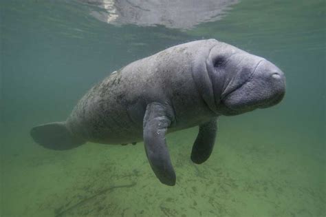 Manatee Definition And Meaning Collins English Dictionary
