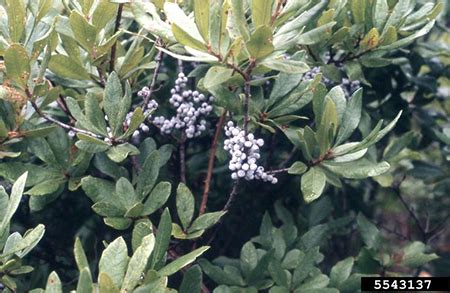 Morella Cerifera