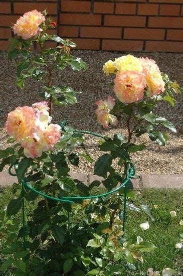 Роза Ругельда Фото И Описание – Telegraph