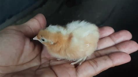 ไก่ต่อหูขาว แม่ไก่สาว ไม่ยอมรับลูกไก่สีขาว ไล่จิกตี ต้องหนีตาย White ...