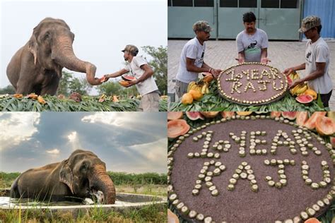 Raju, 'The Crying Elephant', Celebrates 10 Years Of Freedom