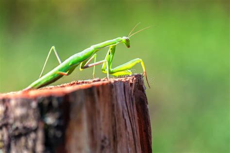 Live mantis religiosa stock image. Image of macro, themes - 91805819