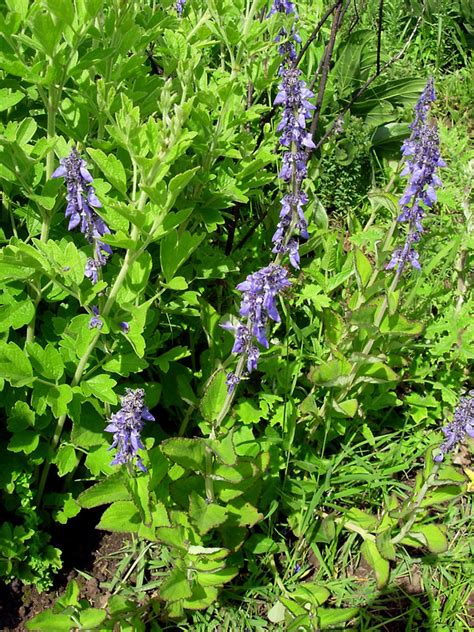 East African Plants A Photo Guide Plectranthus Barbatus Andrews