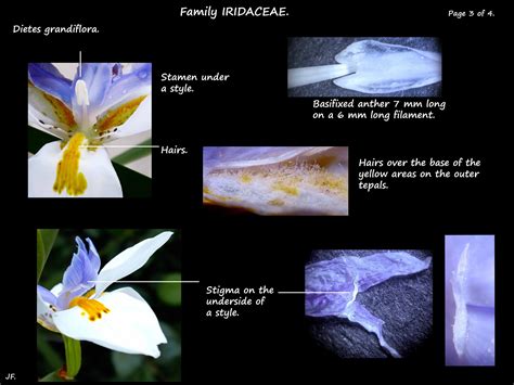 Dietes grandiflora - Botany Brisbane