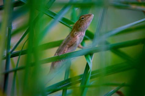 tiny lizard      tiny lizard stock