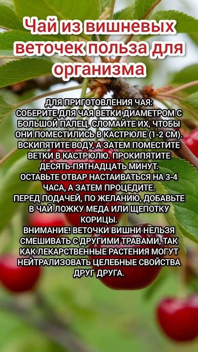 Чай из вишневых веточек #чай #вишневыеветочки - YouTube