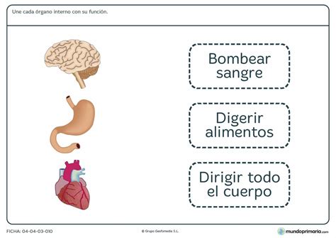 Ficha de funciones de los órganos para primaria Mundo Primaria