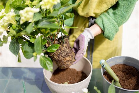 Hortensien Erde Tipps für prächtige Blüten