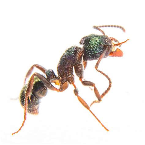 Banded Sugar Ants In Australia Lyfecycle Facts Habbits